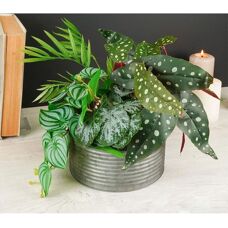 Marka Begonia Maculata Sztuczna Roślina - Realistyczna, Bezpieczna, Niska Utrzymanie