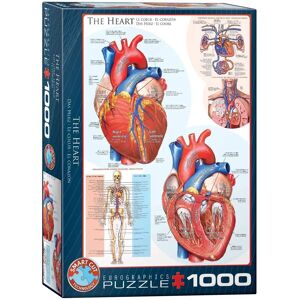 Eurographics Herz Puzzle - 1000 Teile, Anatomisch, Lehrreich Eurographics Herz Puzzle - 1000 Teile, Anatomisch, Lehrreich