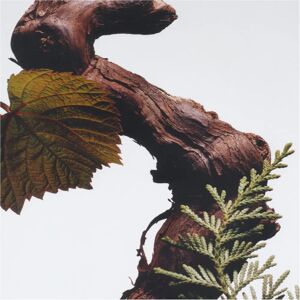 Jo Malone Cypress & Grapevine Eau de Parfum - 100ml Jo Malone Cypress & Grapevine Eau de Parfum - 100ml