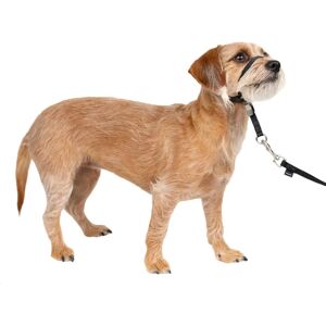 PetSafe Easy Walk Headcollar - Small - No-pull Dog Walking Lead PetSafe Easy Walk Headcollar - Small - No-pull Dog Walking Lead