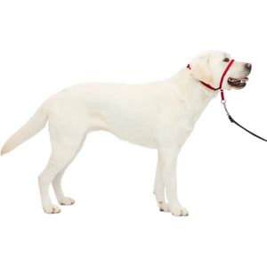 Petsafe Easy Walk Fejpánt - Ellenálló - Kényelmes - Nylon pórázzal együtt - Piros - Kutya Fejpánt Petsafe Easy Walk Fejpánt - Ellenálló - Kényelmes - Nylon pórázzal együtt - Piros - Kutya Fejpánt
