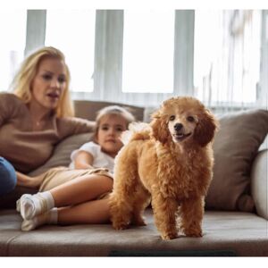 B2X Escaleras para perros - Uso interior - Antideslizante - Compactas B2X Escaleras para perros - Uso interior - Antideslizante - Compactas