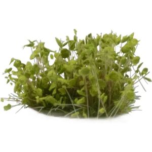 Gamers Grass - GGS-GR - Arbuste - accessoire pour maquette à l'échelle - Publicité Gamers Grass - GGS-GR - Arbuste - accessoire pour maquette à l'échelle - Publicité