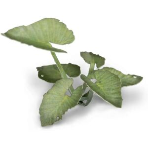Gamers Grass Plantes découpées au laser - Oreille d'éléphant - Taille unique - Publicité Gamers Grass Plantes découpées au laser - Oreille d'éléphant - Taille unique - Publicité