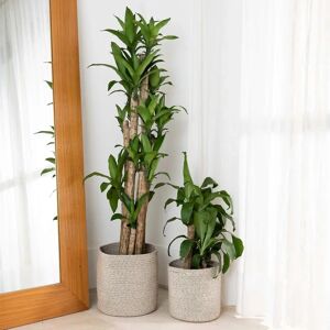 Aiesy Light Pink Indoor Woven Plant Cachepot - Plant Type Aiesy Light Pink Indoor Woven Plant Cachepot - Plant Type