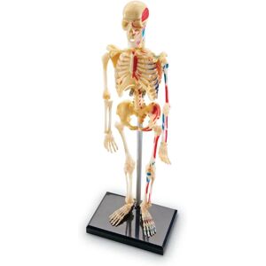 Learning Resources LER3337 Model Skeleton - Skeleton Model Learning Resources LER3337 Model Skeleton - Skeleton Model
