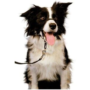 Company of Animals HALTI Dog Headcollar Size 1 - Dog Training Collar Company of Animals HALTI Dog Headcollar Size 1 - Dog Training Collar