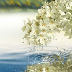 Estée Lauder Paradise Moon Eau de Parfum - 100ml Estée Lauder Paradise Moon Eau de Parfum - 100ml