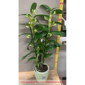 PERAGASHOP - Dendrobium orchid - Bianco - vaso 12 cm - pianta di orchidee PERAGASHOP - Dendrobium orchid - Bianco - vaso 12 cm - pianta di orchidee