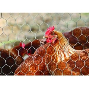 Centrale Brico Recinto per animali - Grigio, 5m, 1,5m, Maglia 13x13mm Centrale Brico Recinto per animali - Grigio, 5m, 1,5m, Maglia 13x13mm