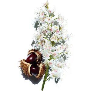 Clarins Nutri-Lumière Night Cream Face, Neck - Night Cream Clarins Nutri-Lumière Night Cream Face, Neck - Night Cream