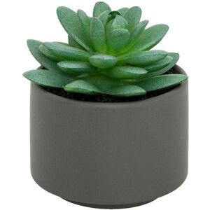 Pianta Succulenta Grigia Atmosphera - Vaso 13cm - Creatore di Interni Pianta Succulenta Grigia Atmosphera - Vaso 13cm - Creatore di Interni