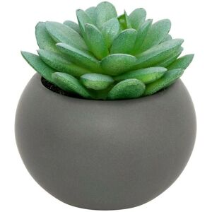 Atmosphera Modello H Pianta Succulenta - Tipo di pianta Atmosphera Modello H Pianta Succulenta - Tipo di pianta