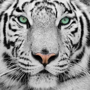 Hexoa Modèle Tigre Blanc Bengal Art Mural - 50x50 cm - Publicité Hexoa Modèle Tigre Blanc Bengal Art Mural - 50x50 cm - Publicité
