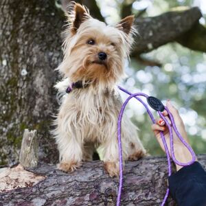 Doogy Glam Reflective Nylon Dog Leash - 14mm, 1.5m, Violet - Dog Leash Doogy Glam Reflective Nylon Dog Leash - 14mm, 1.5m, Violet - Dog Leash