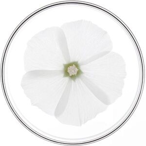 Phyto Softness Conditioner (175ml) Phyto Softness Conditioner (175ml)