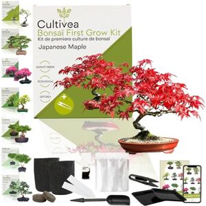 Kit de Bonsai Érable Japonais - Jardinage Intérieur, Débutants - Publicité Kit de Bonsai Érable Japonais - Jardinage Intérieur, Débutants - Publicité