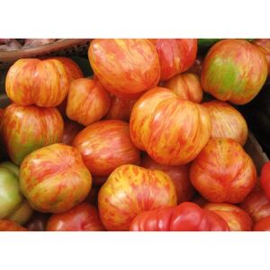 SemiSauvage Graines de Tomate Tigerella - Précoce, Rustique, Haute Qualité - Publicité SemiSauvage Graines de Tomate Tigerella - Précoce, Rustique, Haute Qualité - Publicité