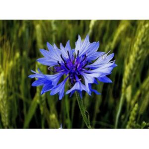 Semences de Bleuet SemiSauvage - Fleurs de Jardin Reproductibles - Non Hybride - Publicité Semences de Bleuet SemiSauvage - Fleurs de Jardin Reproductibles - Non Hybride - Publicité