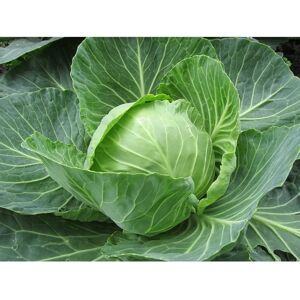 SemiSauvage Semences de Chou de Tête Reproductibles - Vieux Potagers - Permaculture - Publicité SemiSauvage Semences de Chou de Tête Reproductibles - Vieux Potagers - Permaculture - Publicité