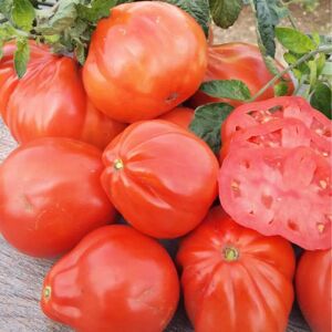 SemiSauvage Permaculture 50 Semences de tomate poire rouge - Ancien jardin potager - Semences paysannes reproductibles - Semiwild - Publicité SemiSauvage Permaculture 50 Semences de tomate poire rouge - Ancien jardin potager - Semences paysannes reproductibles - Semiwild - Publicité