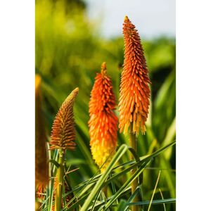SemiSauvage Permaculture 60 Semences Tritome - Fausse Aloe - Kniphofia - Fleurs Ornementales - Publicité SemiSauvage Permaculture 60 Semences Tritome - Fausse Aloe - Kniphofia - Fleurs Ornementales - Publicité