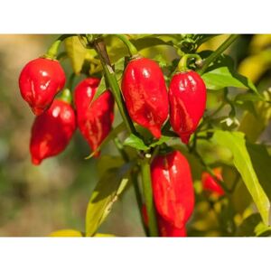 SemiSauvage Permaculture 25 Semences de Piments Bhut Jolokia - Publicité SemiSauvage Permaculture 25 Semences de Piments Bhut Jolokia - Publicité