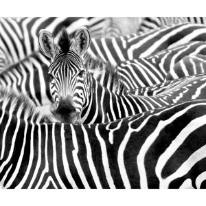 Rasch African Queen III Safari Behang - Behang Rasch African Queen III Safari Behang - Behang