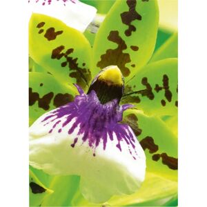 Avery Premium Inkjet A4 250g White Satin-matt - Photo Paper Avery Premium Inkjet A4 250g White Satin-matt - Photo Paper