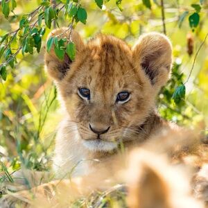 Ravensburger 05666 Puzzle - 3x49 Wildlife Animals Ravensburger 05666 Puzzle - 3x49 Wildlife Animals