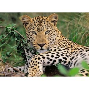 Ravensburger 13345 Puzzle Leopard XXL - Puzzle Ravensburger 13345 Puzzle Leopard XXL - Puzzle