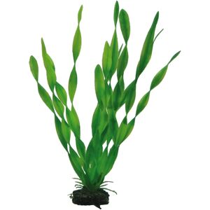 Hobby Vallisneria - 34 cm Növény Hobby Vallisneria - 34 cm Növény
