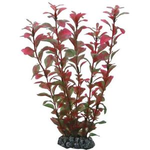 Ludwigia Acier Inoxydable - Plante d'aquarium - Publicité Ludwigia Acier Inoxydable - Plante d'aquarium - Publicité