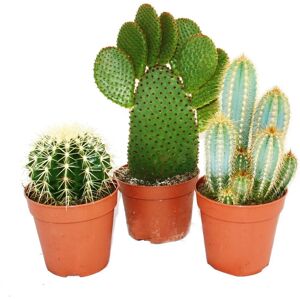 Groupe de Cactus Grandes - EXOTENHERZ - Pot 12cm - 15-28cm - Publicité Groupe de Cactus Grandes - EXOTENHERZ - Pot 12cm - 15-28cm - Publicité