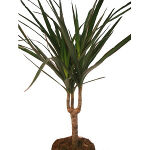 EXOTENHERZ Dracaena Marginata - Plante d'Intérieur Facile - Pot 11cm - Publicité EXOTENHERZ Dracaena Marginata - Plante d'Intérieur Facile - Pot 11cm - Publicité