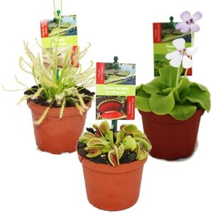Ensemble de Plantes Carnivores EXOTENHERZ - 3 Plantes - Publicité Ensemble de Plantes Carnivores EXOTENHERZ - 3 Plantes - Publicité