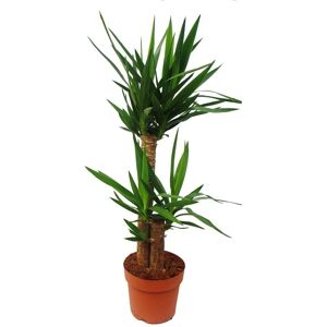 EXOTENHERZ Palmier - Yucca avec 2 Troncs Ronds - Environ. 80cm - Publicité EXOTENHERZ Palmier - Yucca avec 2 Troncs Ronds - Environ. 80cm - Publicité