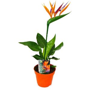EXOTENHERZ - Plante artificielle oiseau du paradis - Pot de 12cm - Hauteur 30-40cm - Publicité EXOTENHERZ - Plante artificielle oiseau du paradis - Pot de 12cm - Hauteur 30-40cm - Publicité
