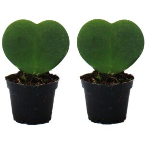 EXOTENHERZ Hoya kerii - Pack de 2 plantes à feuilles de cœur - Facile à entretenir - Publicité EXOTENHERZ Hoya kerii - Pack de 2 plantes à feuilles de cœur - Facile à entretenir - Publicité