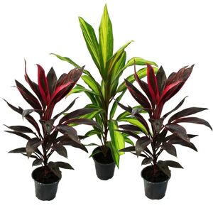 Ensemble de 3 Cordyline Fruticosa - Pots de 12cm EXOTENHERZ - Publicité Ensemble de 3 Cordyline Fruticosa - Pots de 12cm EXOTENHERZ - Publicité