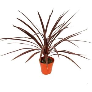 EXOTENHERZ Cordyline australis - Rouge - Pot 12cm - 50cm hauteur - Publicité EXOTENHERZ Cordyline australis - Rouge - Pot 12cm - 50cm hauteur - Publicité
