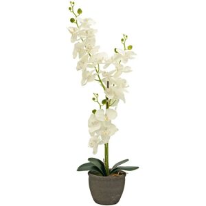EUROPALMS Krem Kunstig Orkidé - 80cm Innendekorasjon EUROPALMS Krem Kunstig Orkidé - 80cm Innendekorasjon