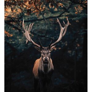 BÖNNINGHOFF Leinwandbild - Hirsch, schwarz, 118x140cm - Leinwandbild BÖNNINGHOFF Leinwandbild - Hirsch, schwarz, 118x140cm - Leinwandbild