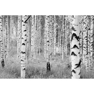 KOMAR Woods Wallpaper - Forest Pattern - 368x248cm KOMAR Woods Wallpaper - Forest Pattern - 368x248cm