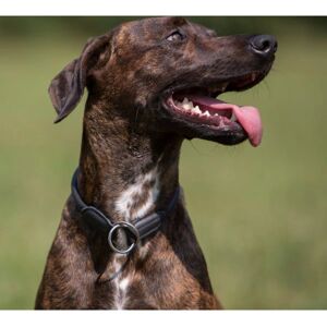 Collier pour chiens ultra doux noir Kieffer - Collier pour chiens - Publicité Collier pour chiens ultra doux noir Kieffer - Collier pour chiens - Publicité