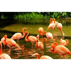 PAPERMOON Pink Flamingos Fototapete - Bunt Wandtapete PAPERMOON Pink Flamingos Fototapete - Bunt Wandtapete