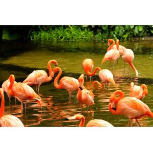PAPERMOON Pink Flamingos Fototapete - Vlies 5x2,8m PAPERMOON Pink Flamingos Fototapete - Vlies 5x2,8m