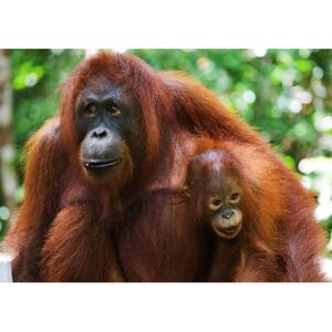 PAPERMOON Orang-Utan mit Baby Wandbild - Wandbild PAPERMOON Orang-Utan mit Baby Wandbild - Wandbild