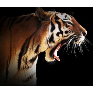PAPERMOON Tiger Wandbild - Wandbild PAPERMOON Tiger Wandbild - Wandbild