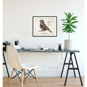QUEENCE - Passer domesticus - 40x30 cm - Braun - Wall art QUEENCE - Passer domesticus - 40x30 cm - Braun - Wall art